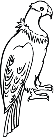 Perched Condor Coloring Page